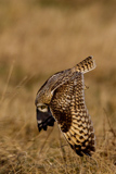   Short-eared Owl (Asio flammeus flammeus)